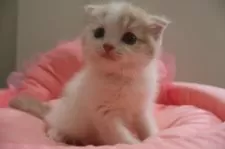 スコティッシュフォールド(折れ耳)【東京都・女の子・2025年7月10日・クリームタビー&ホワイト】の写真6