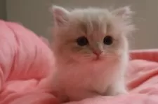 スコティッシュフォールド(立ち耳)【東京都・女の子・2025年6月6日・クリームタビー&ホワイト】の写真7