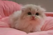 スコティッシュフォールド(折れ耳)【東京都・男の子・2025年7月12日・クリームタビー&ホワイト】の写真7