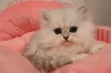 ペルシャ(チンチラ)【東京都・女の子・2025年10月17日・チンチラシルバー】の写真7