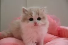 スコティッシュフォールド(立ち耳)【東京都・男の子・2024年12月20日・クリームタビー&ホワイト】の写真2