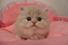 スコティッシュフォールド(立ち耳)【東京都・女の子・2025年12月14日・クリームタビー&ホワイト】の写真7