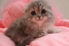 スコティッシュフォールド(折れ耳)【東京都・女の子・2025年2月28日・ブルークリーム&ホワイト】の写真7