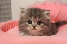 スコティッシュフォールド(立ち耳)【東京都・女の子・2025年9月19日・ブルーパッチドタビー&ホワイト】の写真7