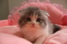 スコティッシュフォールド(折れ耳)【東京都・男の子・2025年6月13日・ブルータビー&ホワイト】の写真7