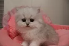 ペルシャ(チンチラ)【東京都・女の子・2025年9月26日・チンチラシルバー】の写真7