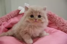 スコティッシュフォールド(立ち耳)【東京都・男の子・2024年12月15日・クリームタビー】の写真8