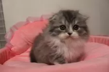 スコティッシュフォールド(折れ耳)【東京都・男の子・2025年11月15日・ブルータビー&ホワイト】の写真8