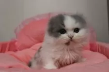 スコティッシュフォールド(折れ耳)【東京都・女の子・2026年2月8日・ブルー&ホワイト】の写真8