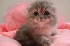 スコティッシュフォールド(折れ耳)【東京都・女の子・2025年2月28日・ブルークリーム&ホワイト】の写真8