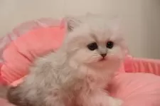 ペルシャ(チンチラ)【東京都・女の子・2025年9月26日・チンチラシルバー】の写真8