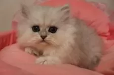 ペルシャ(チンチラ)【東京都・女の子・2025年10月17日・チンチラシルバー】の写真8