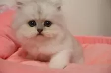 ペルシャ(チンチラ)【東京都・男の子・2025年10月17日・チンチラシルバー】の写真8