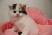 ミヌエット(長足)【東京都・女の子・2025年11月30日・キャリコ】の写真8