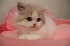 スコティッシュフォールド(立ち耳)【東京都・男の子・2025年11月15日・クリームタビー&ホワイト】の写真8