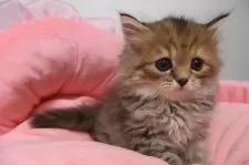 スコティッシュフォールド(立ち耳)【東京都・女の子・2025年9月21日・ブラウンパッチドタビー】の写真9