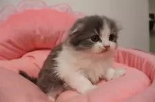 スコティッシュフォールド(折れ耳)【東京都・男の子・2025年10月12日・ブルータビー&ホワイト】の写真9