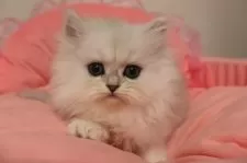 ペルシャ(チンチラ)【東京都・女の子・2025年10月17日・チンチラシルバー】の写真9