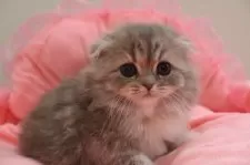 スコティッシュフォールド(折れ耳)【東京都・女の子・2025年2月28日・ブルークリーム&ホワイト】の写真9