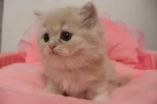 スコティッシュフォールド(立ち耳)【東京都・女の子・2025年10月24日・クリームタビー】の写真9