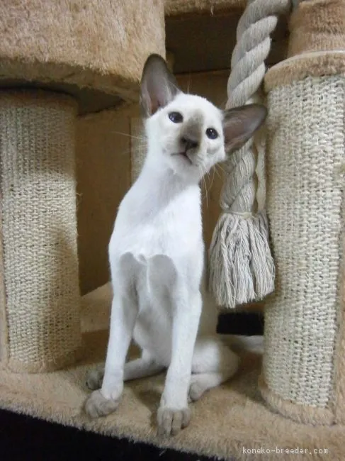 ID:1909-00511の子猫