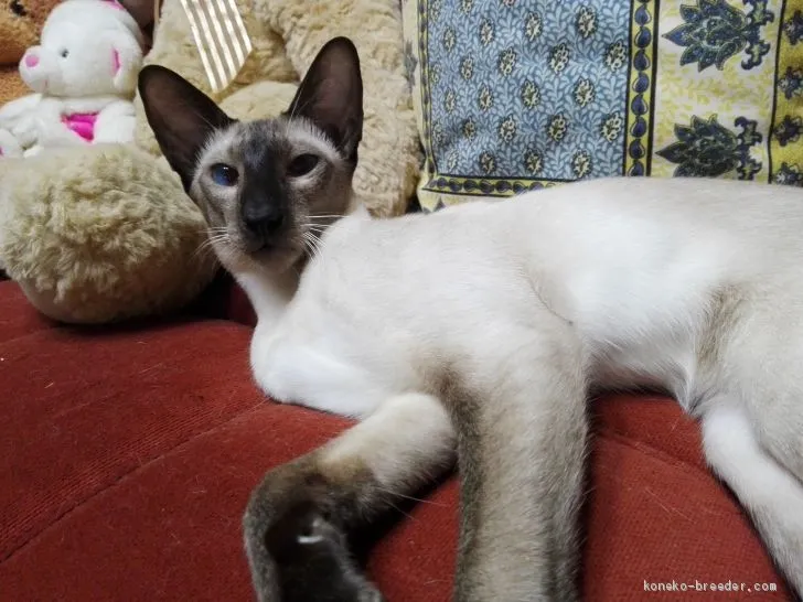 ID:1809-00777の子猫