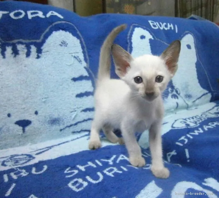ID：1709-00625の子猫