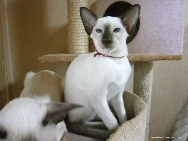 ID:1910-00674の子猫