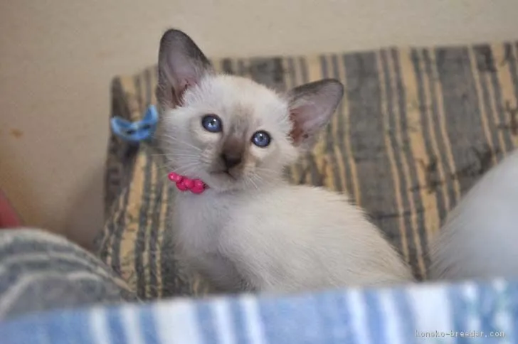 ID：1705-00758の子猫