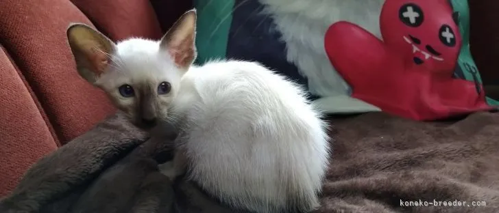 ID：2105-01808の子猫