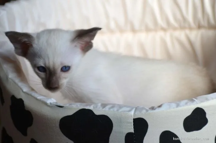 なかやま 様のお迎えした子猫