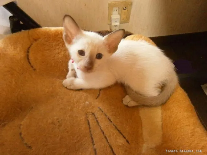 ID：1607-00531の子猫
