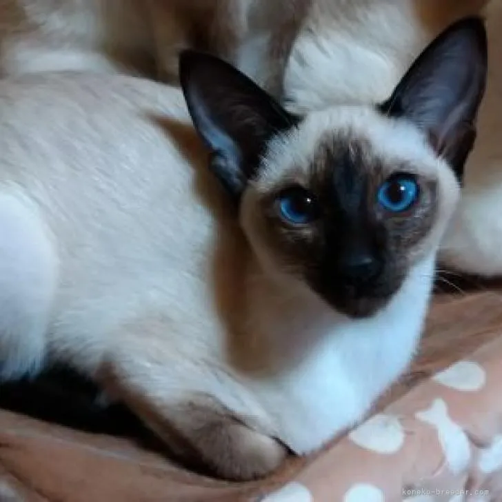 ID:2211-00354の子猫