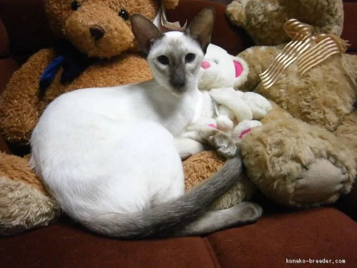 ID:1902-00738の子猫