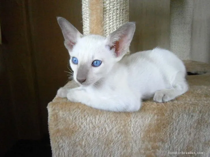ID:1909-01318の子猫