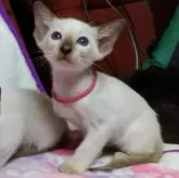 シャム(サイアミーズ)【三重県・女の子・2024年6月28日・チョコレートポイント】の写真1「ピンクの首輪をしています」