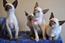 シャム(サイアミーズ)【三重県・女の子・2016年10月14日・チョコレートポイント】の写真3「向かって右の子です」