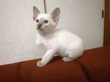 シャム(サイアミーズ)【三重県・女の子・2018年4月27日・ライラックポイント】の写真3「6/15日撮影」