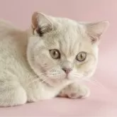 ブリティッシュショートヘア