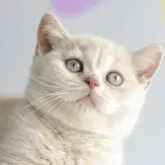 ブリティッシュショートヘア