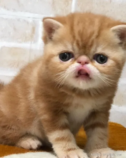 ID：1804-00946の子猫