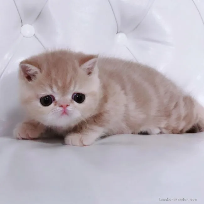 ID:2001-00622の子猫