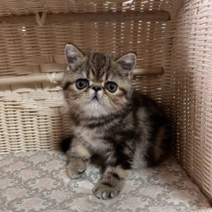 ID：2306-00761の子猫