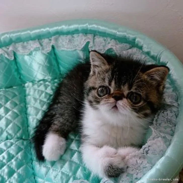 ID：2206-03435の子猫