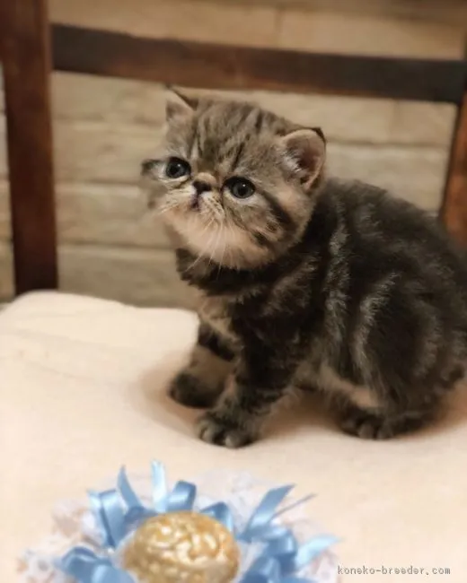ID:1805-00399の子猫