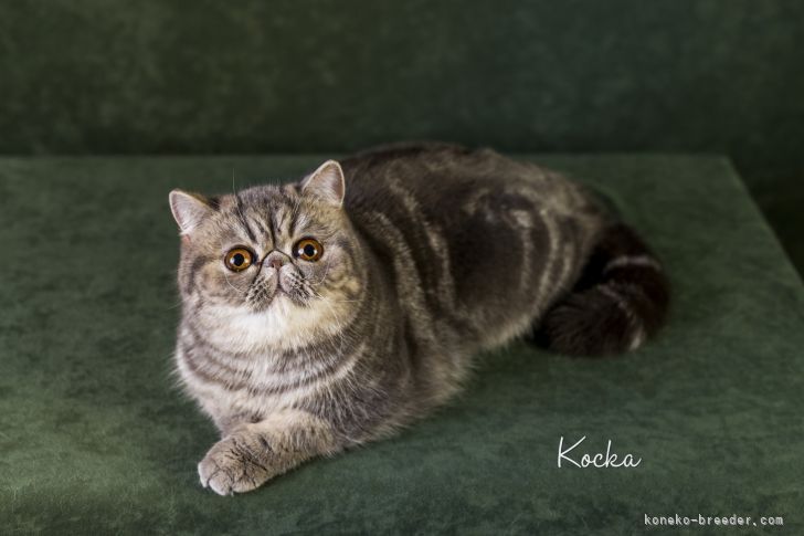 エキゾチックショートヘア【・女の子・2019年12月6日・ブルータビー】