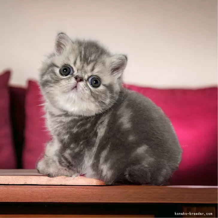 ID：2405-03174の子猫
