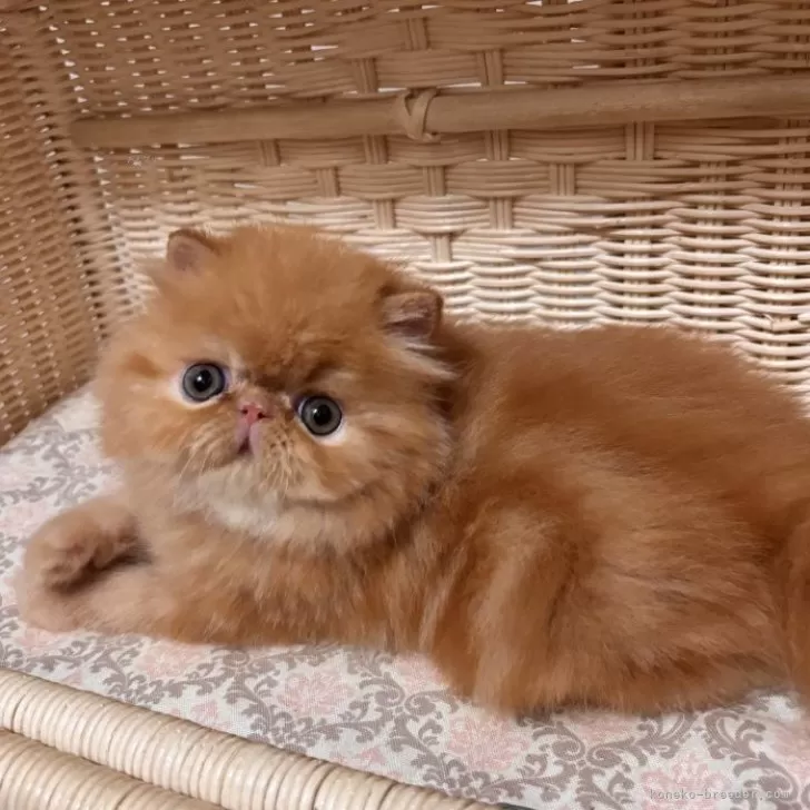 hy 様のお迎えした子猫