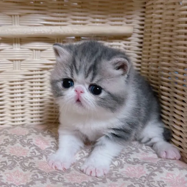 ID：2205-01411の子猫