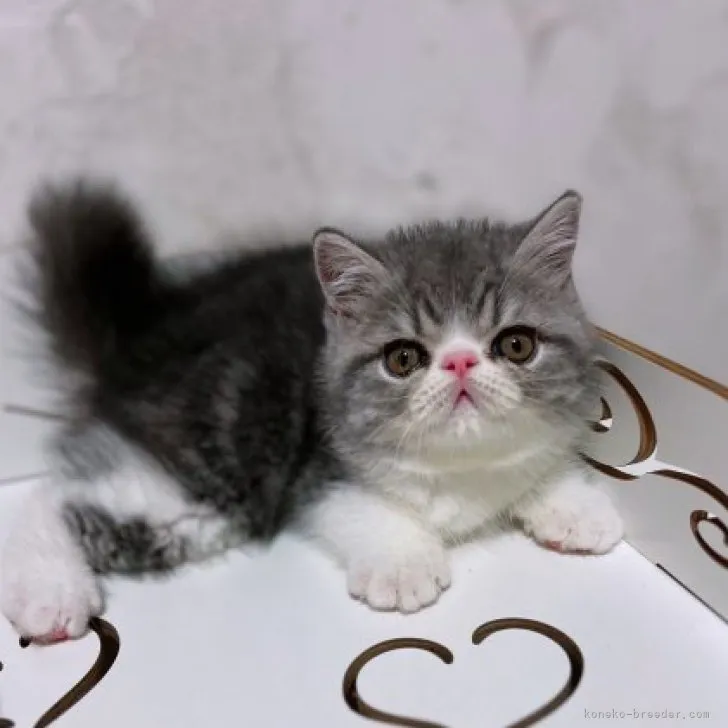 ID:2309-02544の子猫